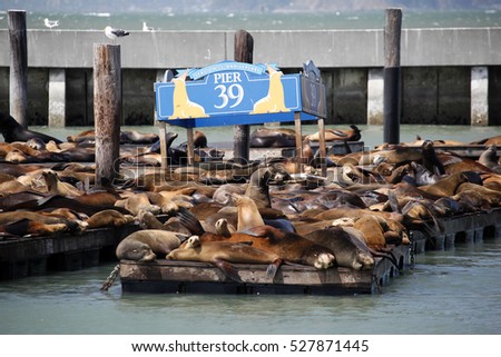 Sea lions at Pier 39 / Fisherman\'s Wharf