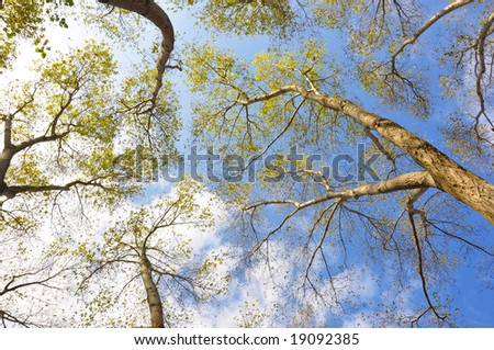 tree tops reaching the sky