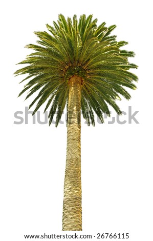 Palm Tree Crown