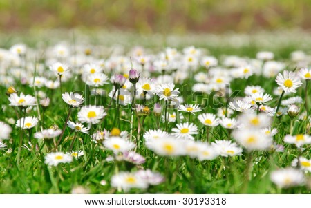 lovely spring meadow from worm\'s-eye view