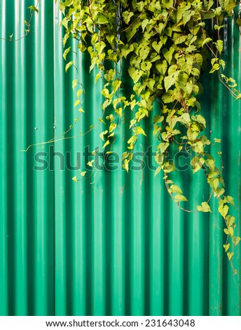 creeper plant on green wall