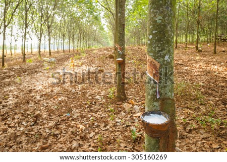 rubber latex from rubber tree farm at thailand