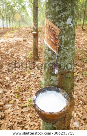 rubber latex from rubber tree farm at Thailand