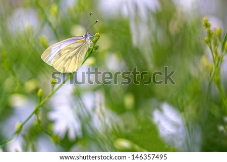 Spring butterfly garden
