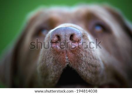 Brown labrador closeup nose.