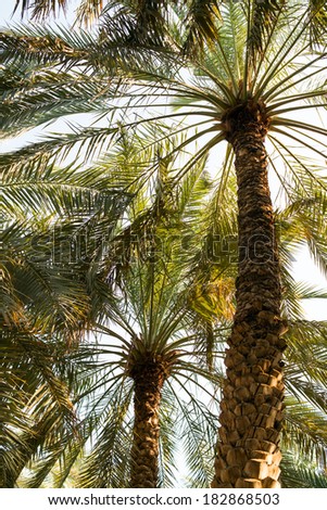 Arabian date palms. Dates are one of the most important export articles in Arabian countries