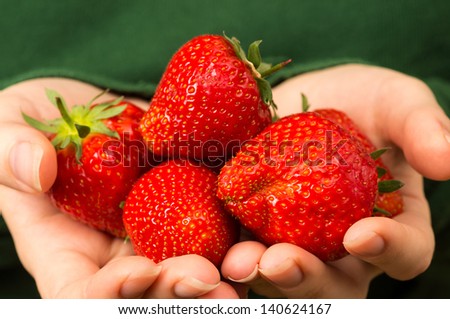 Fresh Red Spring strawberries in hands