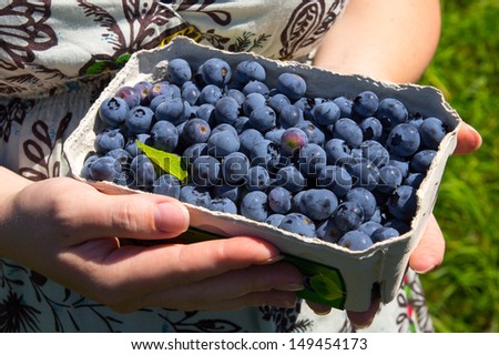 Hand-picked blueberry in hands