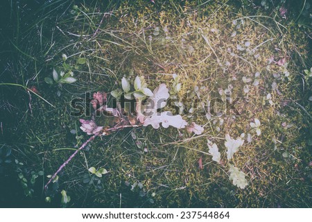 Retro Moss and Grass Background with Autumn Leafs - Web Design Background