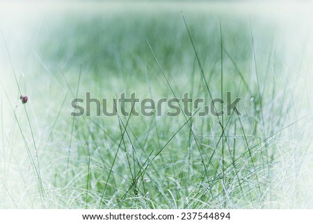 Autumn Green Grass with Retro Look - Web Design Background