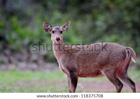 Hog Deer Stands at the camera. in phukhieows Wildlife Sanctuary, chaiyaphoom province, Thailand.