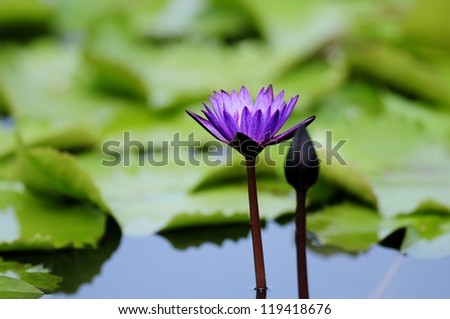 Purple lotus. /Purple lotus On a green background.