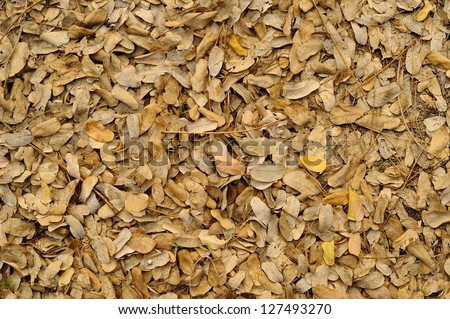 Abstract Background Texture of Fallen Leaves on a Jungle Floor