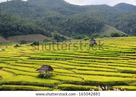 Landing of Rice fields. This rice fields it is a methods of farming at North of Thailand.