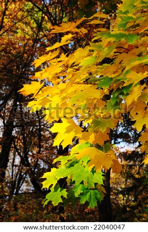 Multi-coloured maple leaves in autumn park