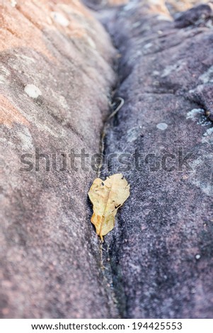 Old leaf in the gap between two rocks