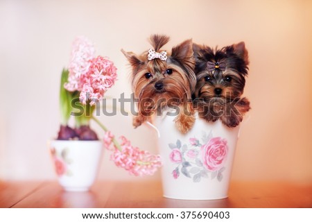 Two beautiful dog sitting in a cup. Near the puppies a vase of flowers. Pink flowers and cute dog in the room.