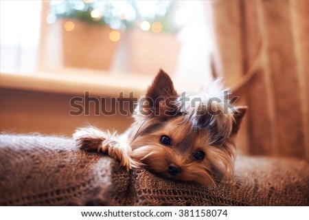 Beautiful puppy lying on a fluffy rug. Little dog looks clever and sad eyes. Man\'s best friend. Yorkshire Terrier.