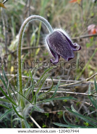 Sping flower - Small Pasque Flower (Pulsatilla pratensis). Closeup