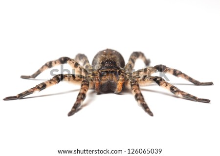 wolf spider isolated on white wolf spider isolated on white