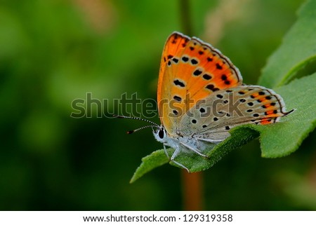 Butterfly - Large Copper (Lycaena dispar)