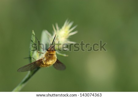 Bee fly on grass. Macro