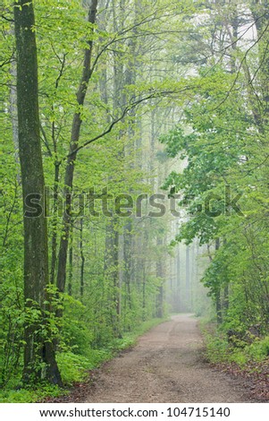 Trail through foggy spring woodland, Kellogg Forest, Michigan, USA