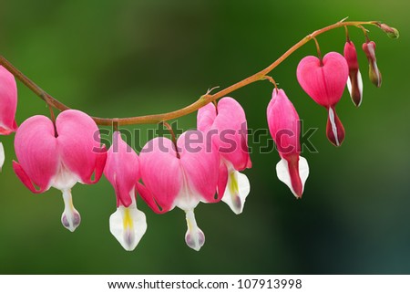 Close-up of bleeding hearts showing their shapes, textures, patterns, and details