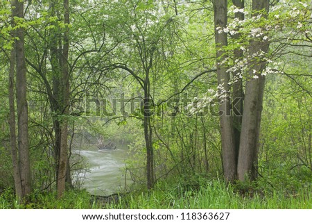 Spring landscape of woodland and stream with dogwood in bloom, Kellogg Forest, Michigan, USA