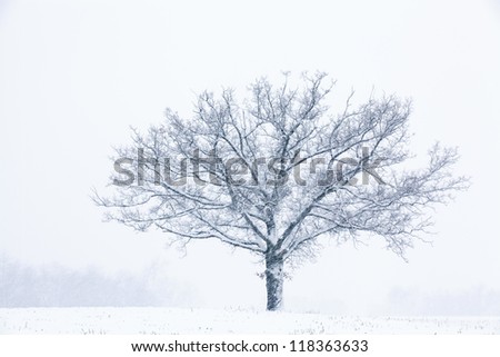 Winter landscape in black and white of snow flocked trees in a rural landscape, Michigan, USA