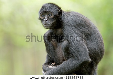 Portrait of a Colombian black spider monkey (Ateles fusciceps robustus)