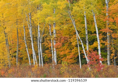 Autumn aspens, Ottawa National Forest, Michigan\'s Upper Peninsula, USA
