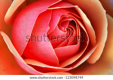 Close-up of a red rose revealing its patterns, textures, and details