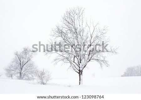 Winter landscape in black and white of snow flocked trees in a rural landscape, Michigan, USA