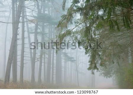 Landscape in fog, Kellogg Forest, Michigan, USA