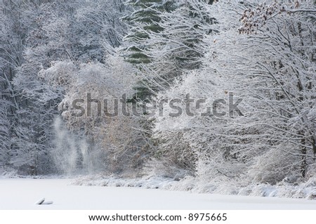 Winter, fresh, snow-flocked trees, shoreline of Hall Lake, Yankee Springs, Michigan, USA