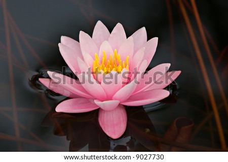 Pink water lily framed by dark water