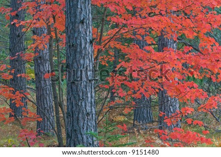 Autumn maple in pines Hiawatha National Forest, Michigan\'s Upper Peninsula, USA