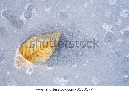 Beech leaf melting through lake ice late winter