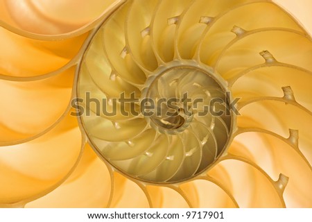 Close-up of a backlit nautilus shell revealing its intricate pattern and details