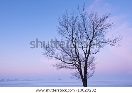 Winter tree silhouetted against blue and pink sky with moon at dawn, Michigan, USA