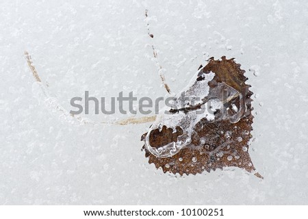 Big tooth aspen leaf encased in lake ice late winter