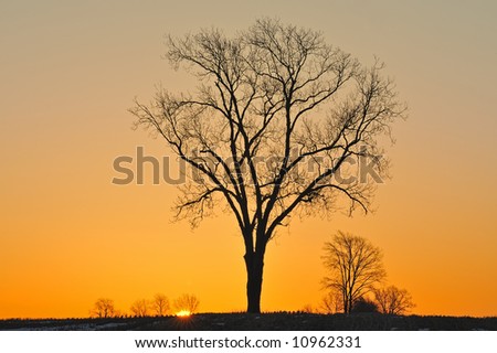 Bare trees silhouetted against colorful orange sky at sunrise in a rural landscape, Michigan, USA
