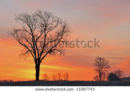 Bare trees in a rural landscape silhouetted against a colorful dawn sky, Michigan, USA