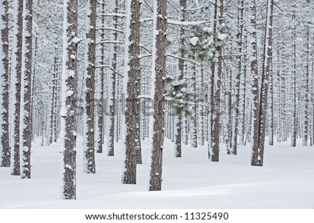 Winter, Hiawatha National Forest, Michigan\'s Upper Peninsula, USA