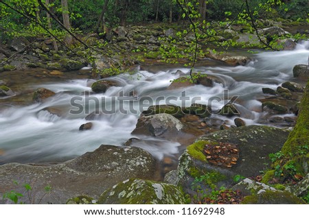 Spring, Big Creek, Great Smoky Mountains National Park, Tennessee, USA