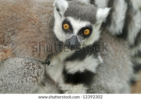 Ring-tailed lemurs (Lemur catta) huddle together on a cold spring morning to stay warm