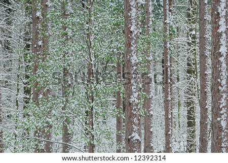 Spring snow in pine forest, Yankee Springs State Park, Michigan, USA