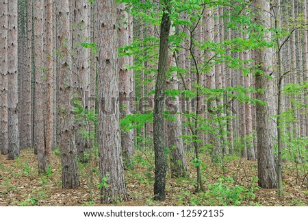 Spring foliage in pine forest, Yankee Springs State Park, Michigan, USA
