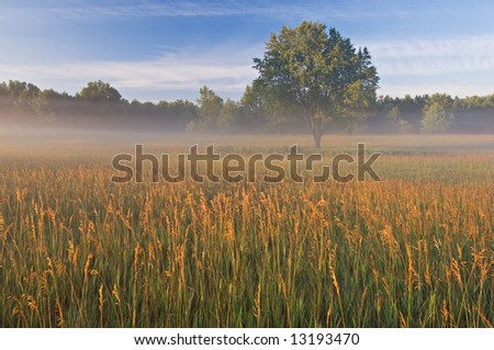 Summer meadow at sunrise with ground fog and golden grasses, Michigan, USA